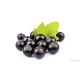 Black Currant Balsamic Vinegar ***END OF THE BARREL SALE*** PRICES REFLECT 15PCT DISCOUNT